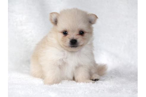 成約済の大阪府のポメラニアン-83028の3枚目